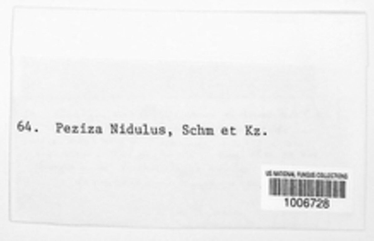 Lasiobelonium nidulus image